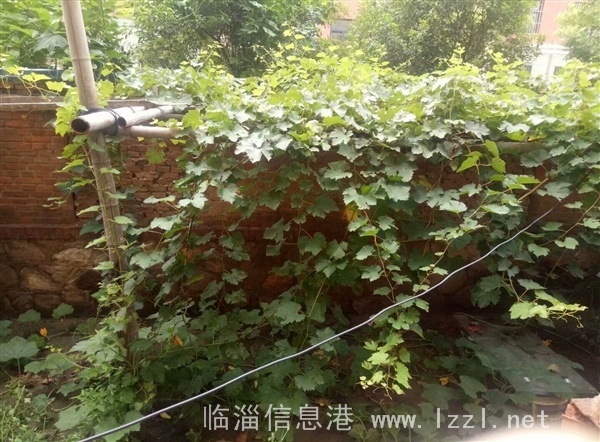 文馨苑1樓,62平米,三室一廳,中等裝修,帶地上儲(chǔ)藏室,帶院50平米,證全,59.8萬(wàn)包稅