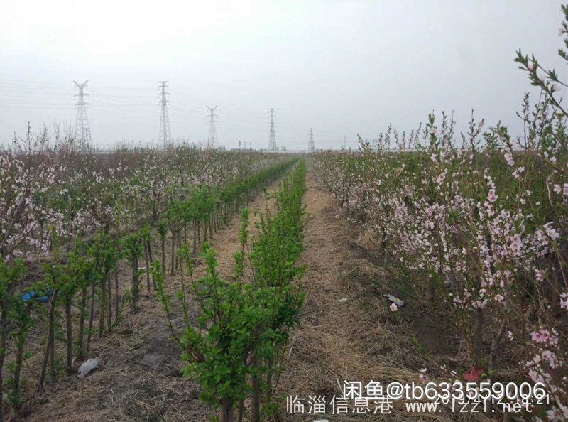 出售桃樹、海棠樹
